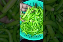 #green chili #recipe #trendingshorts