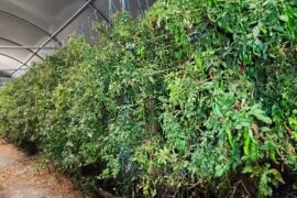 Chilli Hedge