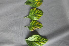 Plant is lacking what?
