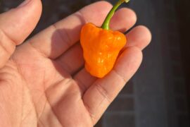 I got this pepper plant and the guy didn’t know what it was and need hep with IDENTIFICATION