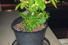 Over wintered habenero coming to life