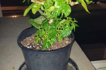 Over wintered habenero coming to life