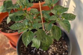 Newly repotted plant wants to flower