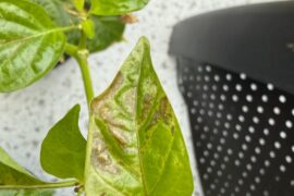 What is going on with this leaf?