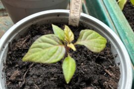 Does this plant look healthy? It’s got purple/black coloring to it. It’s a pink tiger X moruga yellow