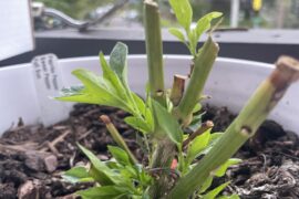 First successful overwintering of a pepper! It’s the little things in life