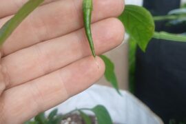 Are these reaper pods?