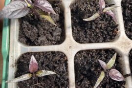 Smooth White C. Chinense a lot darker seedling than expected!
