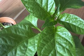 Edema?