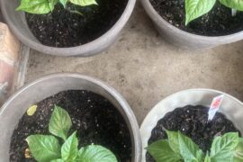 Two Ghost pepper plants and two Carolina Reapers I planted