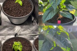 Carolina reapers (ed currie seeds)