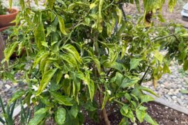 Need Help, What Is Wrong With My Outdoor Habanero & Jalapeno From Last Year