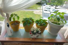 Too many per pot?