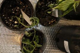 Are these beyond saving?