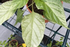 Did my peppers get too cold?