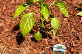 New to peppers