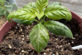 Is my reaper plant doing ok?