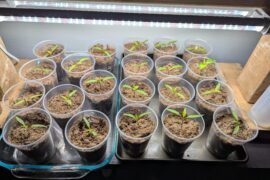 Bottom Watering