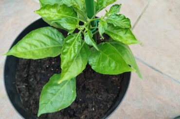 Is it normal for new growth on an Habanero to look curled?
