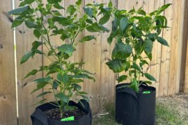 Hardening larger plants