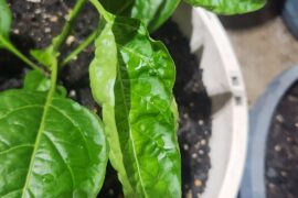 Curling leaves ?