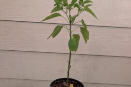 Thai pepper tips