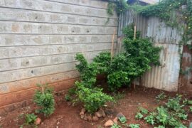 My reapers progression