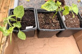 Lemon drop seedling condition