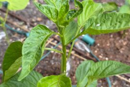 Weird leaf curl