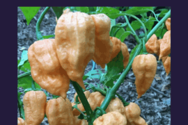 Has anyone purchased seeds from InfernoCandyCo?