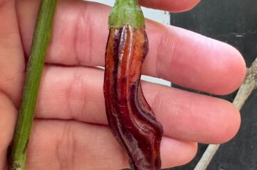 First ripe black Shishito