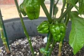 What is this pepper?