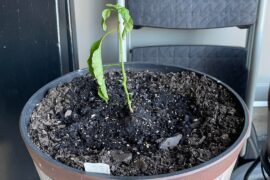 Help with reaper & ghost pepper