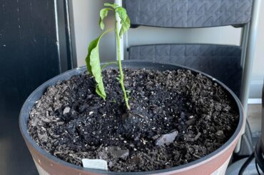 Help with reaper & ghost pepper