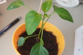 Pepper ID?
