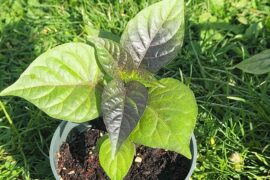 Purple Dream - dark foliage starting