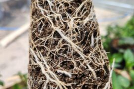 Roots at transplant