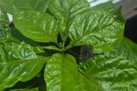 She's (Carolina Reaper) About to Flower!