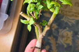 Anything I should know before putting this propagated Aji Amarillo in soil?