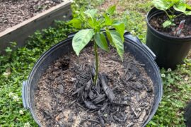 problems and questions with peppers plants
