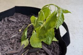 Ordered this scorpion online, how do I keep it alive?