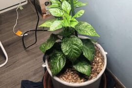Reaper, re-pot!