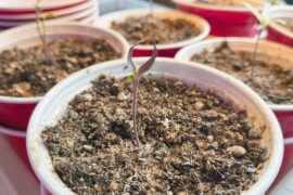 Anyone know why only my Purple UFO seedlings' cotyledons are curling upwards?