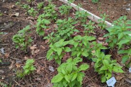 Over wintered peppers zone 9a
