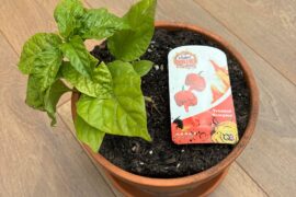 Trinidad Scorpion advice