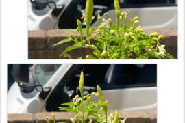 I’m more of a caudiciform/pachycaul guy and new to growing peppers. I bought these two, which I believe are prairie fire, last month and it’s now putting out peppers. I’m excited.