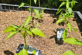 Pruning Jalepeno and Serrano peppers?