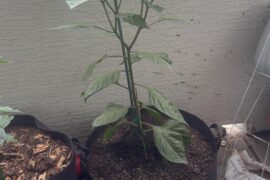 2 months old Trinidad