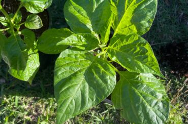 When should I transplant?