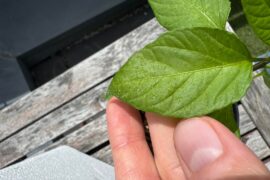 Sugar like substance on leaves